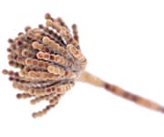 by-cosmetics Brassicyl Valinate Esylate