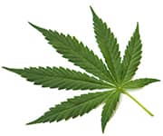 by-cosmetics hemp oil