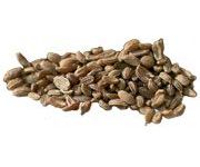 by-cosmetics Carrot oil