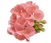 by-cosmetics geranium oil