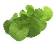 by-cosmetics Gotu Kola