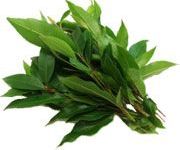 by-cosmetics oil Myrtle