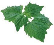 by-cosmetics patchouli oil