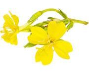 by-cosmetics evening primorose oil