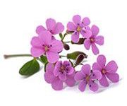 by-cosmetics Soapwort