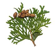 by-cosmetics масло thuja oil