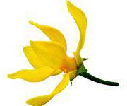 by-cosmetics масло иланг иланг